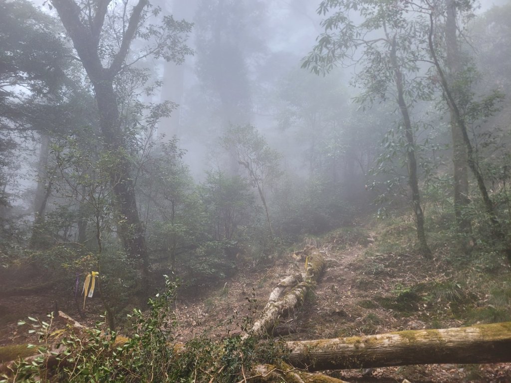 司馬庫斯上雪白山越嶺鴛鴦湖_2070123