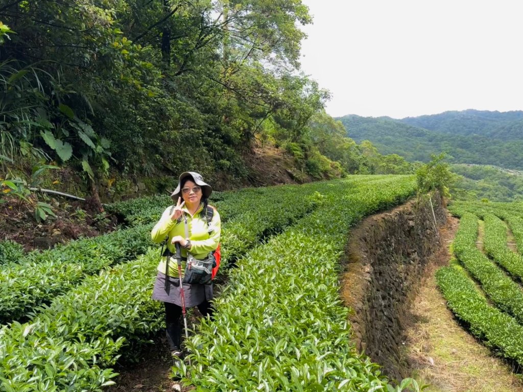 大舌湖山-漁光國小-茶園-虎寮潭吊橋_2773020