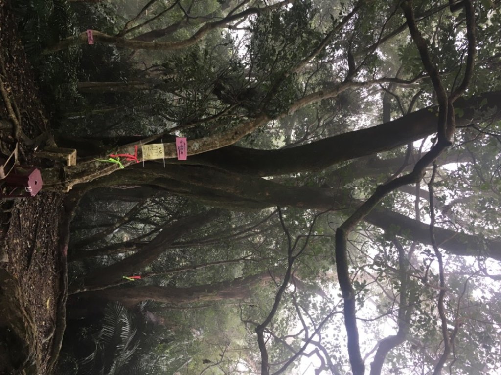 頭寮山o(慈湖、秘密花園咖啡☕️_2649058