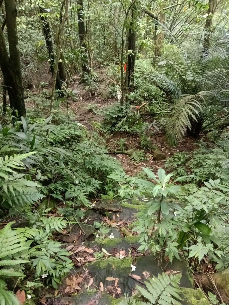 瑞芳區八分寮頂砲台+八分寮頂山+八分寮古道O型_2772466