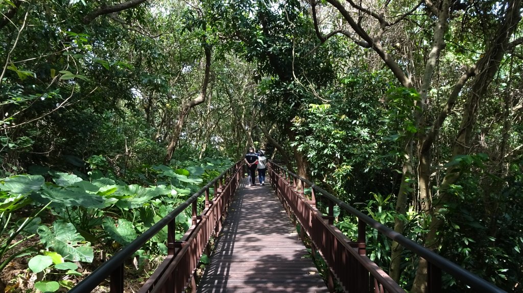 溫羅汀魚木,小觀音山,寶藏巖,尋寶步道,台大,芳蘭居_2115549