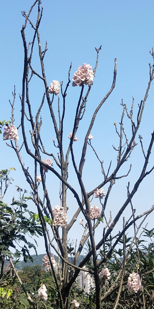 基隆國家新城樂利山，國寶鐘萼木開花惹封面圖