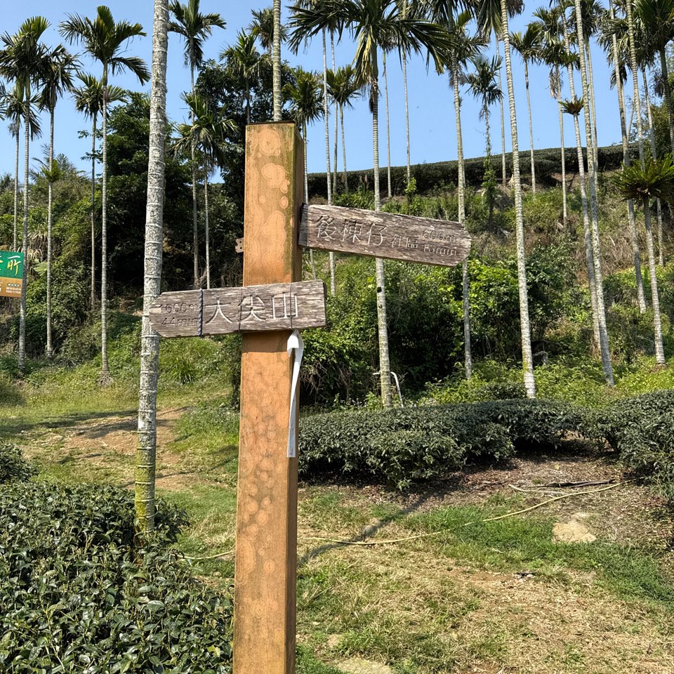 20250308古坑後棟山涼亭、挑筍古道_2730480