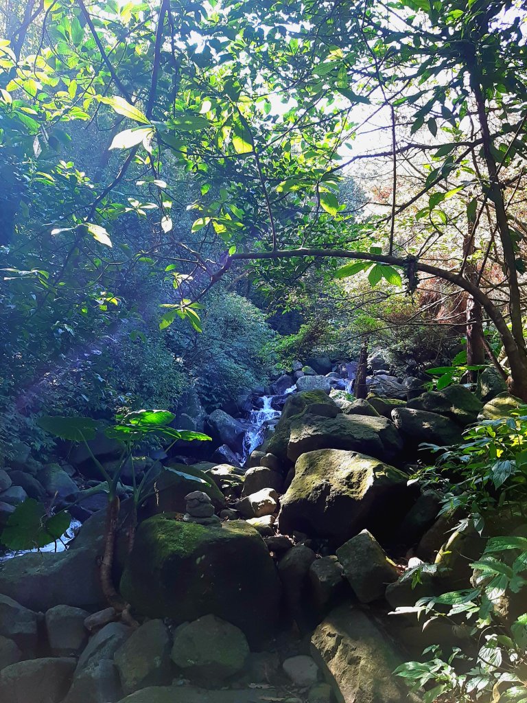 陽明山神秘綠境 • 鹿角坑保護區_2038620