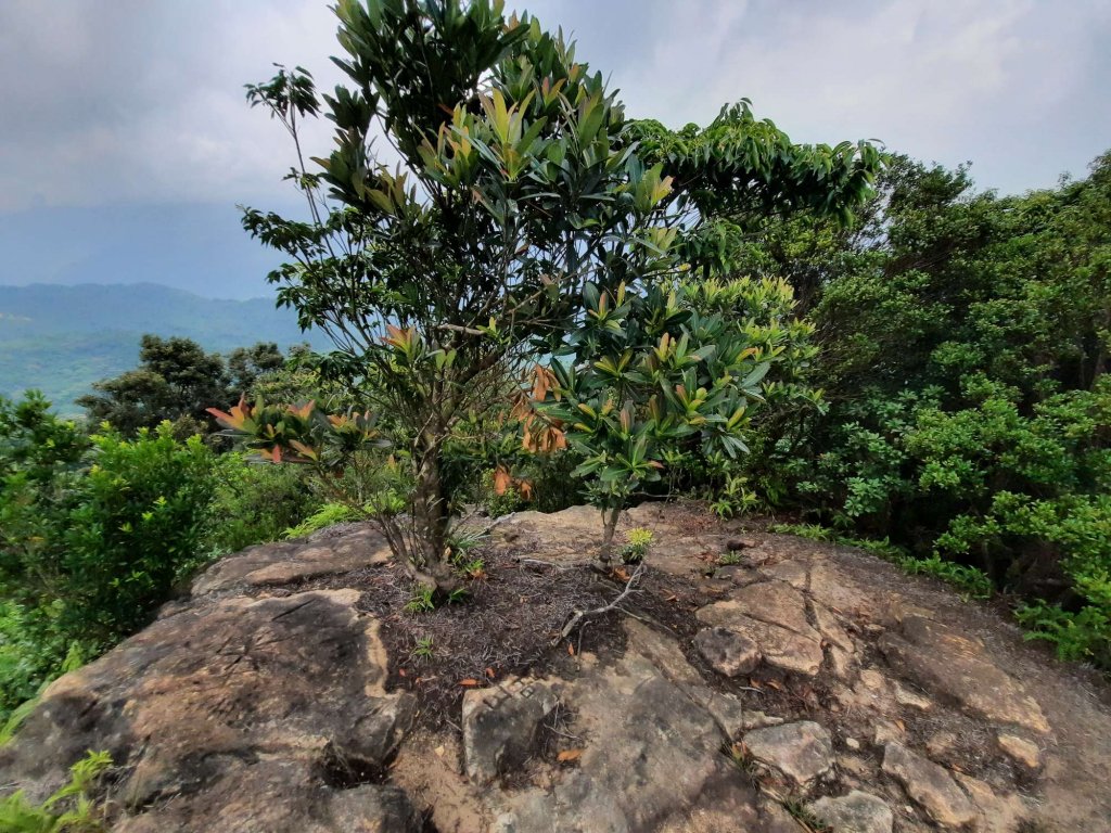 20230715 白雞三山 (鹿窟尖山-雞罩山-白雞山)，高CP好吃的食三麵屋_2219367