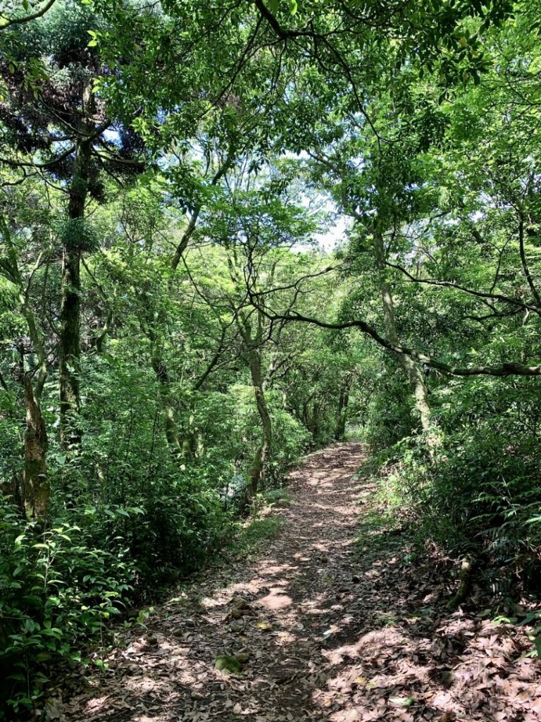 磺嘴山生態保護區（磺嘴山-鹿堀坪）_2140523