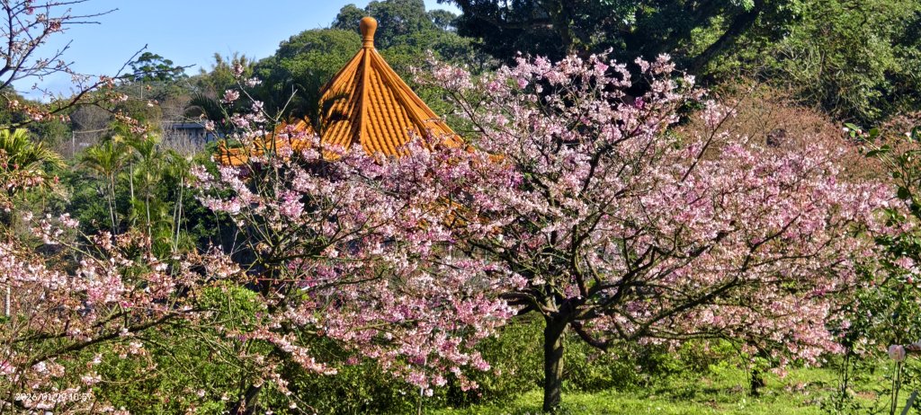 追花是簡單的快樂，賞花是恬淡的幸褔 1/29 & 2/2_2990544