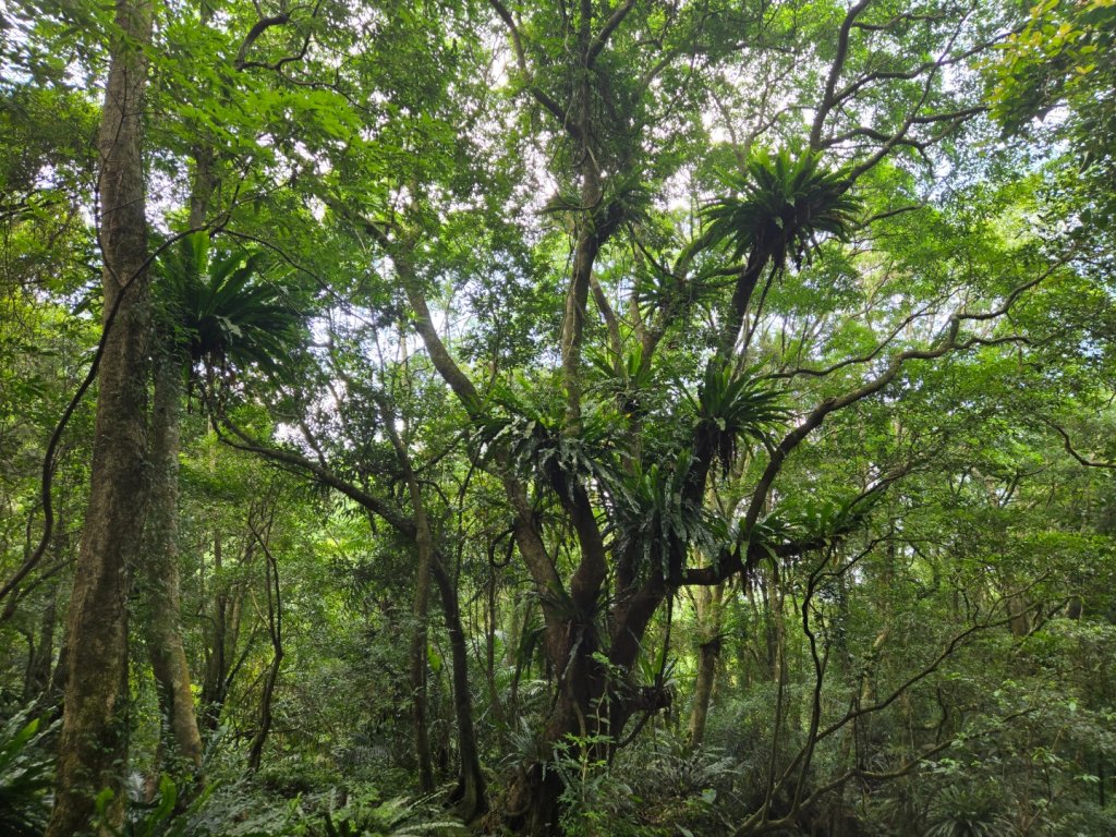 馬武督探索森林、外鳥嘴山_2860600