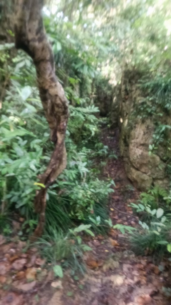 百大：北柴山(壽山、泰國谷、一簾幽夢步道)_1753600