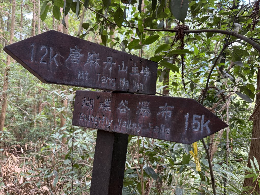 唐麻丹+蝴蝶谷O繞_2887841