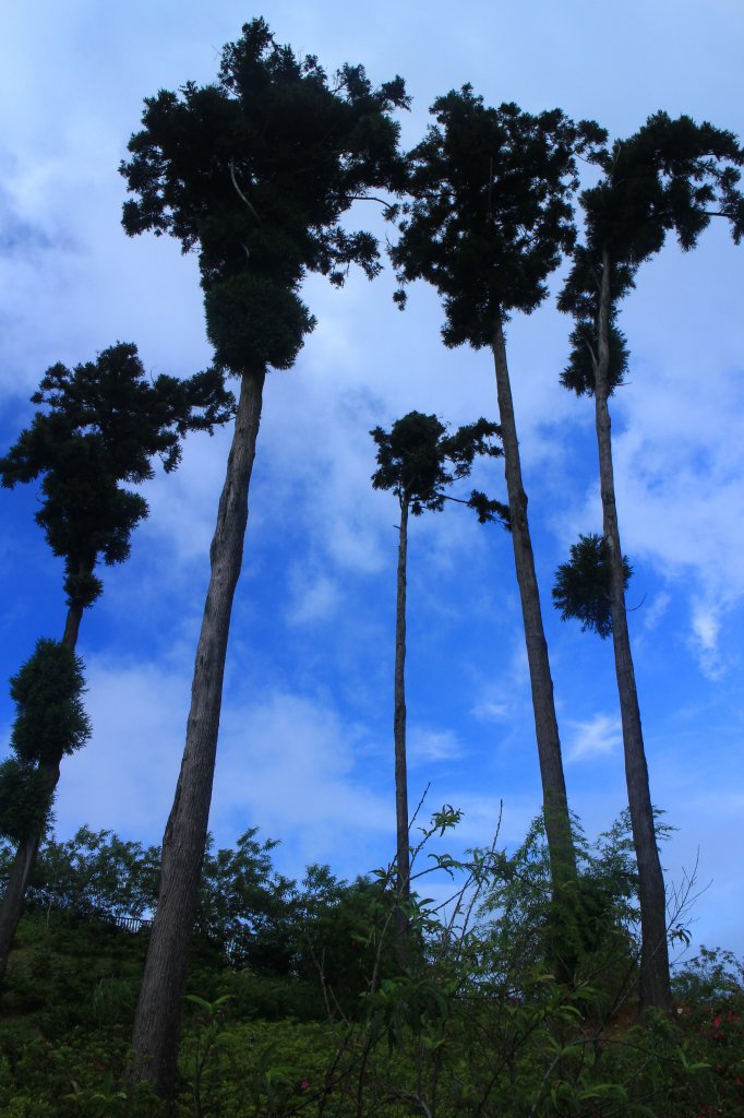 雲林．古坑雲嶺之丘&杉林步道2023/07/15_2238579