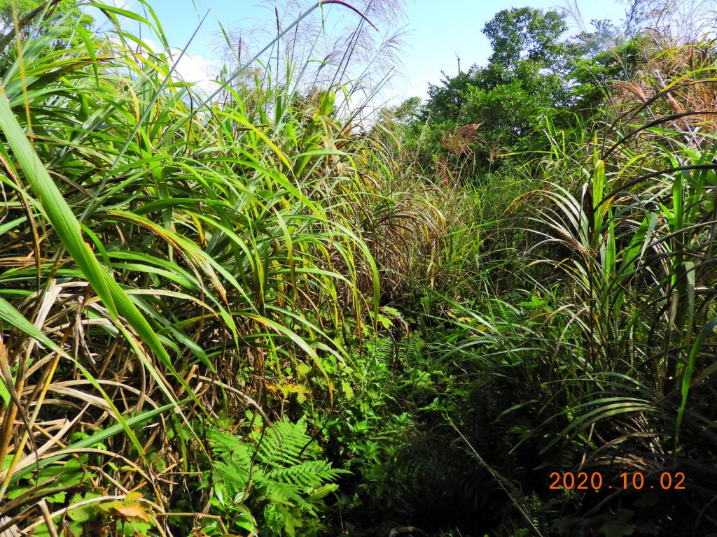 花蓮 秀林 立霧山_1117129