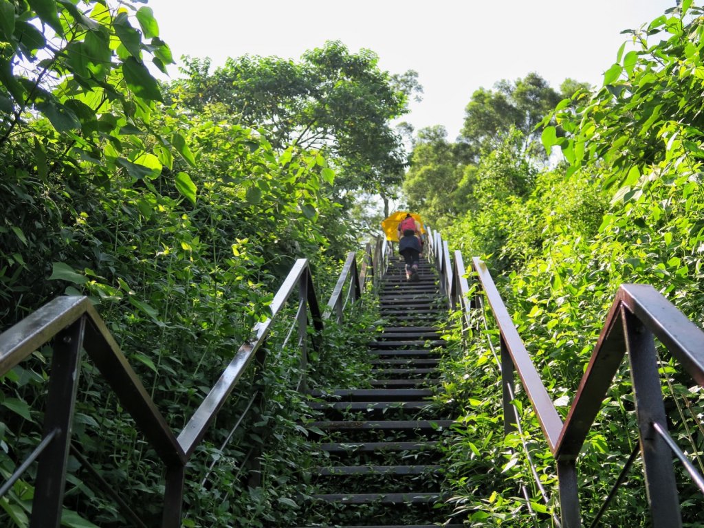 龍過脈森林步道 走一趟森.呼.吸_1453221