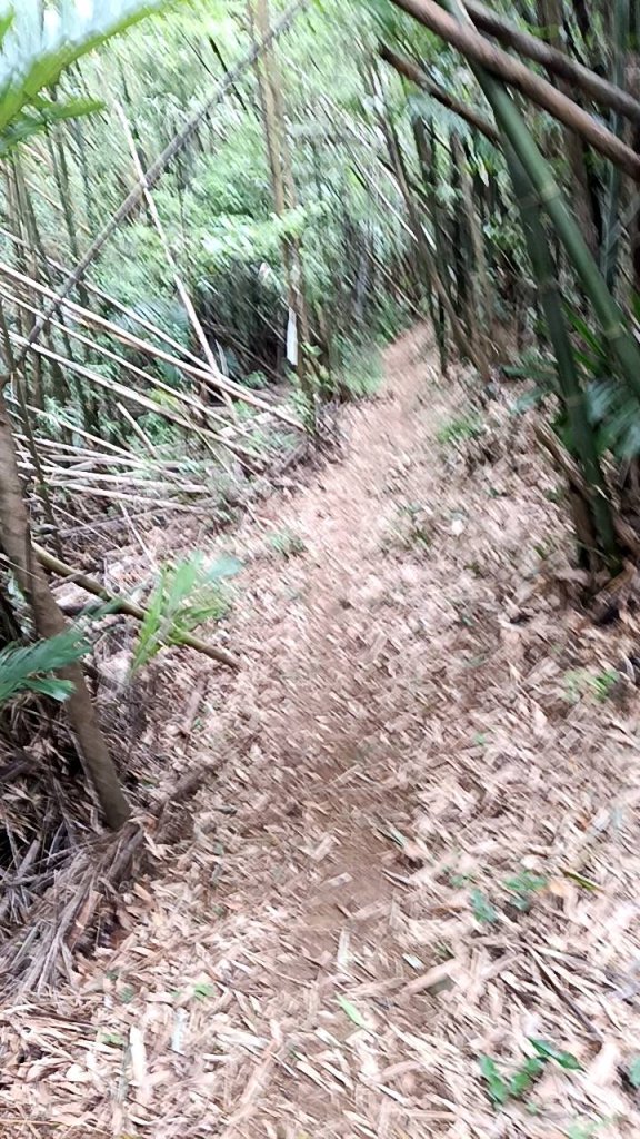 20250607 新竹竹東三山(樹杞林山 - 新具庄山 - 員崠子山)  O型_2809133