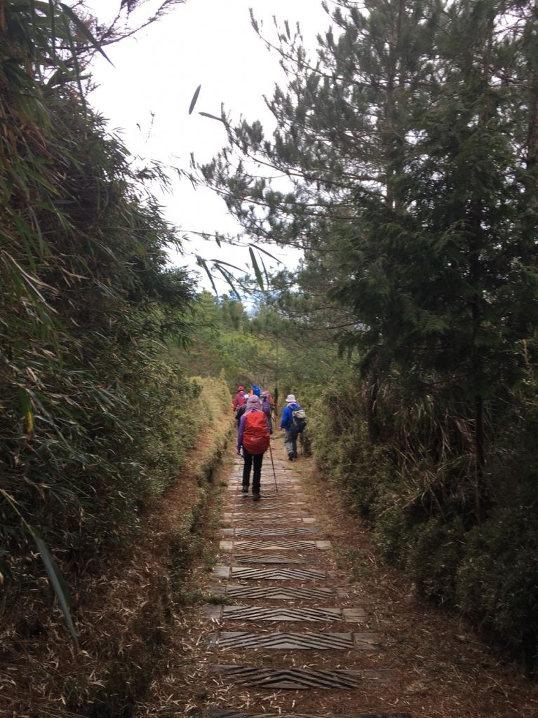 20180303麟趾山+鹿林山+郡大山_280565