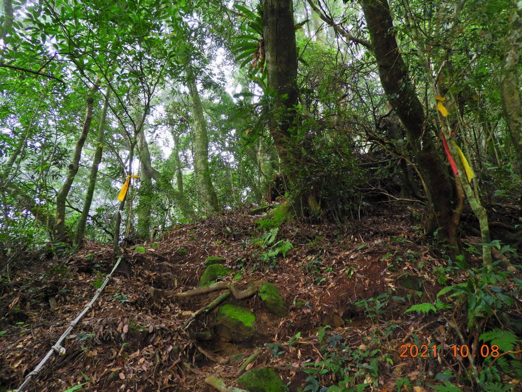 嘉義 阿里山 芙蓉山_1486511