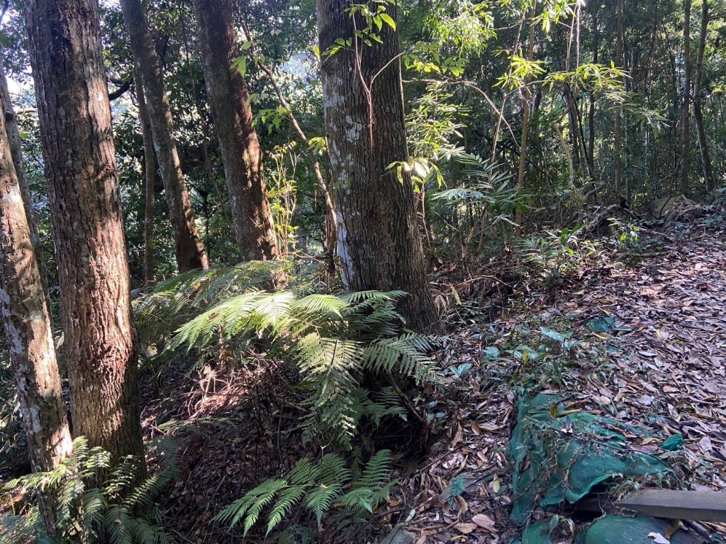 唐麻丹山-松鶴上三角點O型回松鶴_2378362