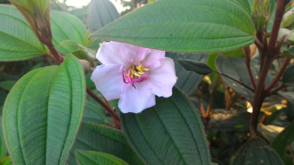 獨立山、大巃頂_122444