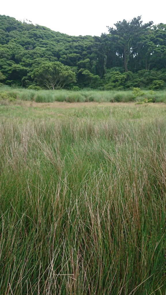 20180506陽明山東西大縱走(逆)半_328363