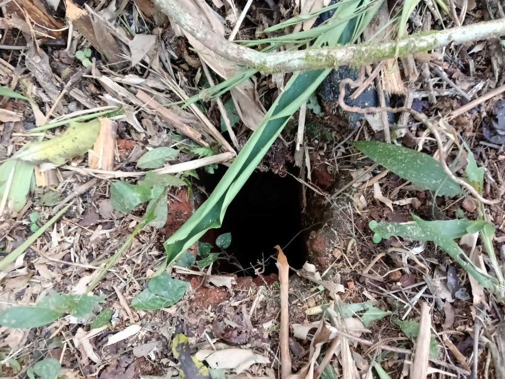 雙溪區大平林山+后番子坑古厝+后番子坑山+武山煤礦事務所+焦炭窯O型_2988516