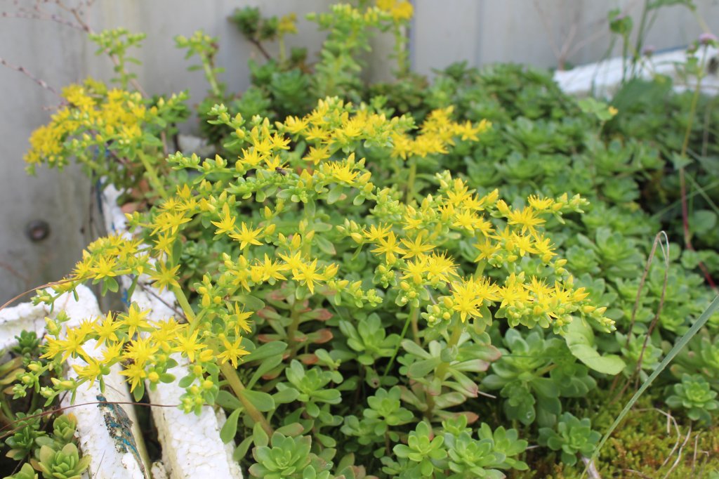 20201024南投龍鳳山O型縱走_1145104