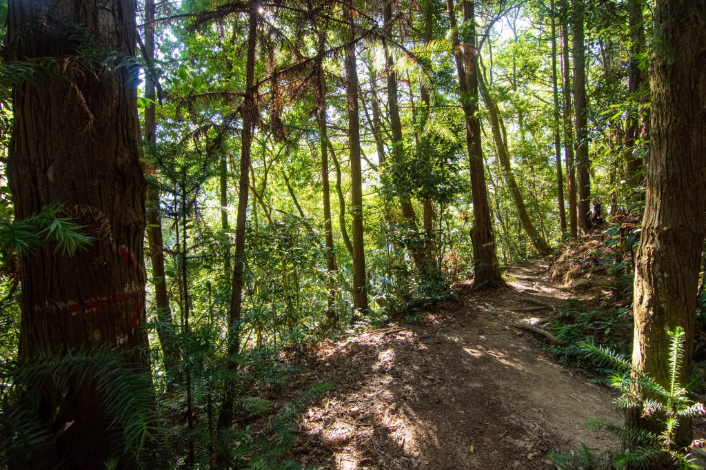 谷關七雄(老么)唐麻丹山/蝴蝶谷_1774240