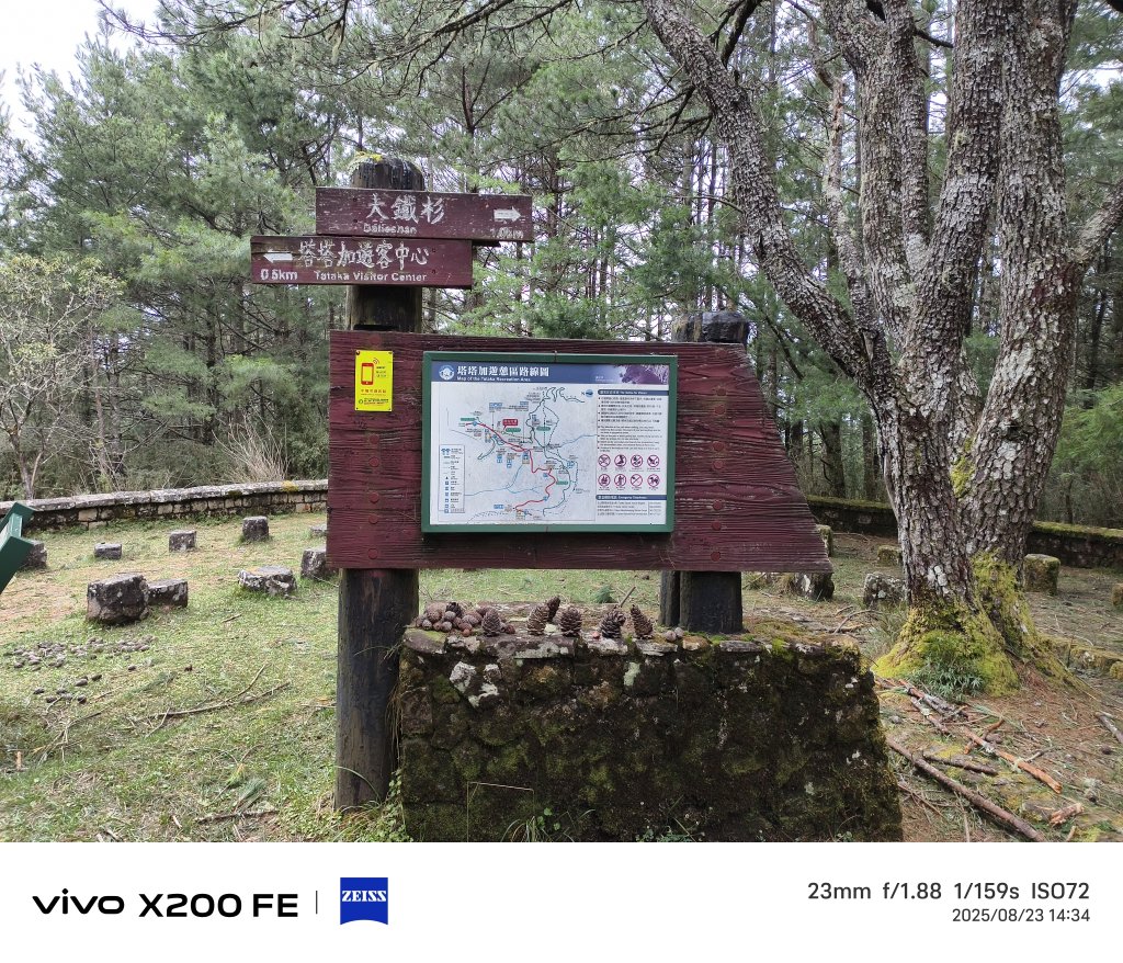 [玉山尋寶任務-05/12] 2025_0823 塔塔加步道(大鐵杉登山步道)_2869673