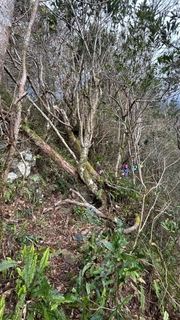 芃芃山西北稜大內台_2693938