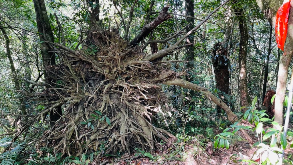 1101010拔刀爾山.美鹿山_1485231