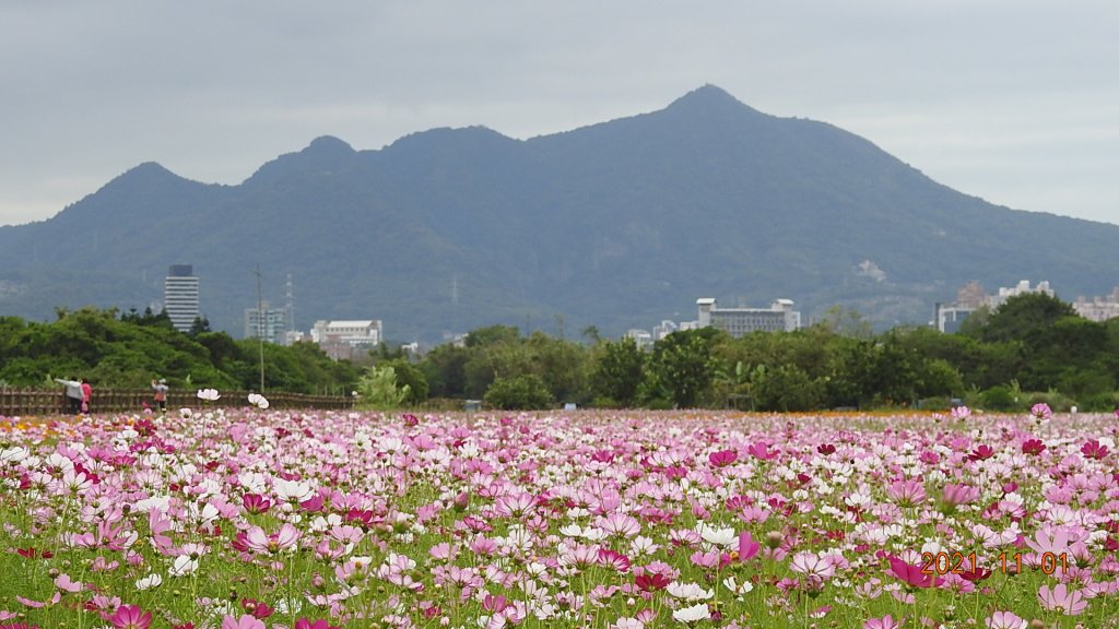 追花是簡單的快樂，賞花是恬淡的幸福。_1500743