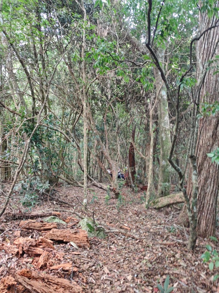 阿冷山 谷關第八雄_2877393