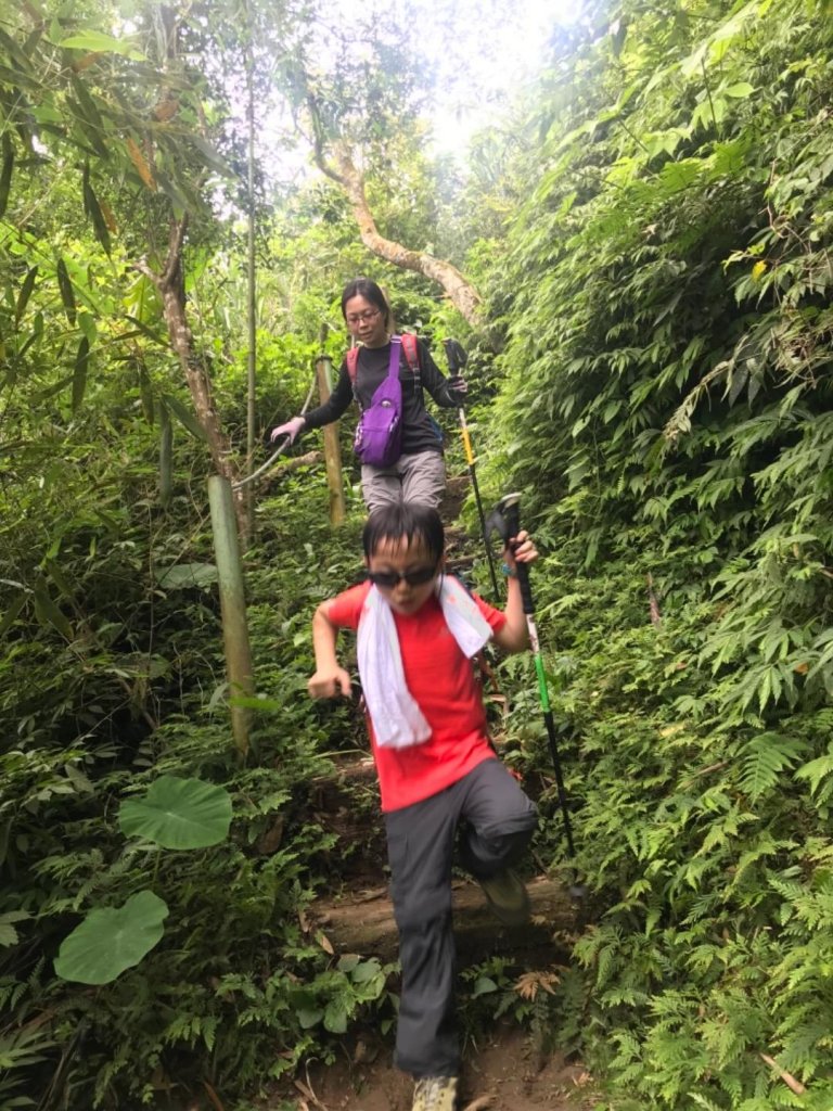 桐花盛開百花爭豔下的關刀山_574220