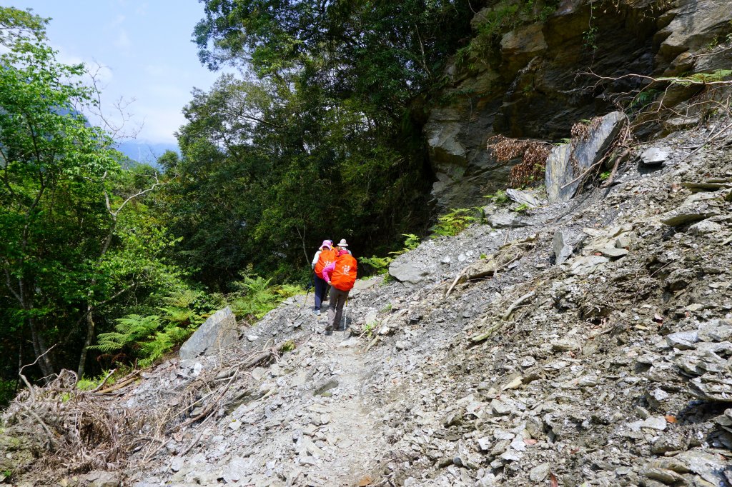 蕨之道~春遊瓦拉米_563098