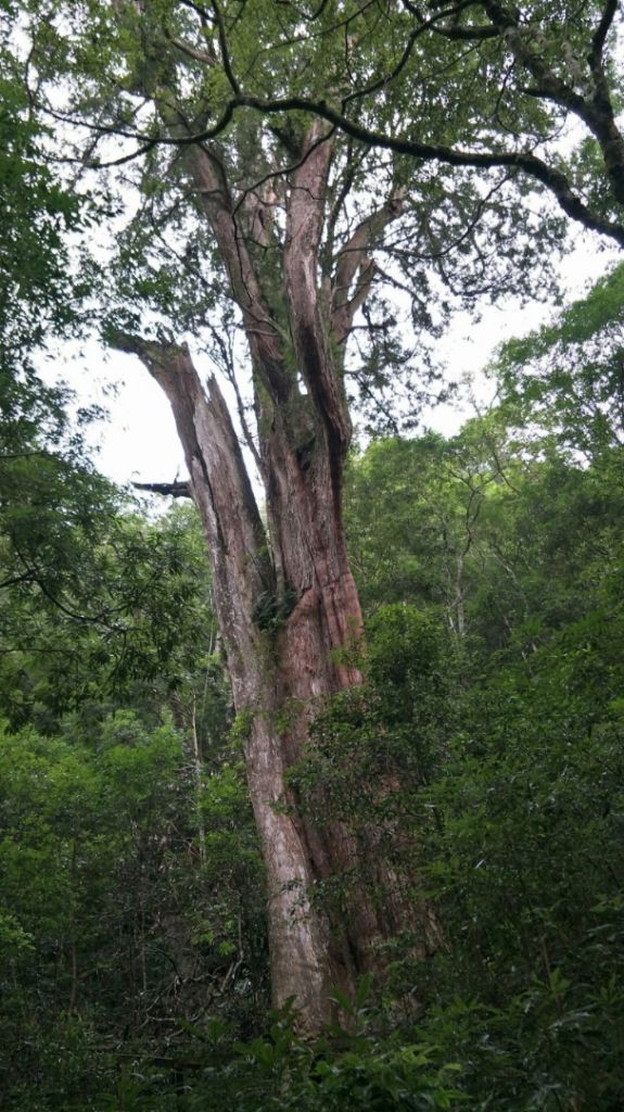 內鳥嘴山、北得拉曼步道_359632