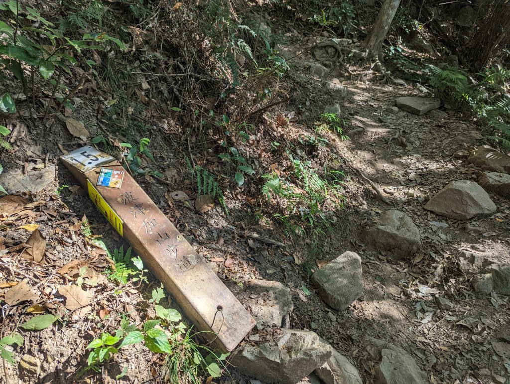 谷關七雄：有點硬陡的波津加山（捎來吊橋進、谷關吊橋出）_1861399