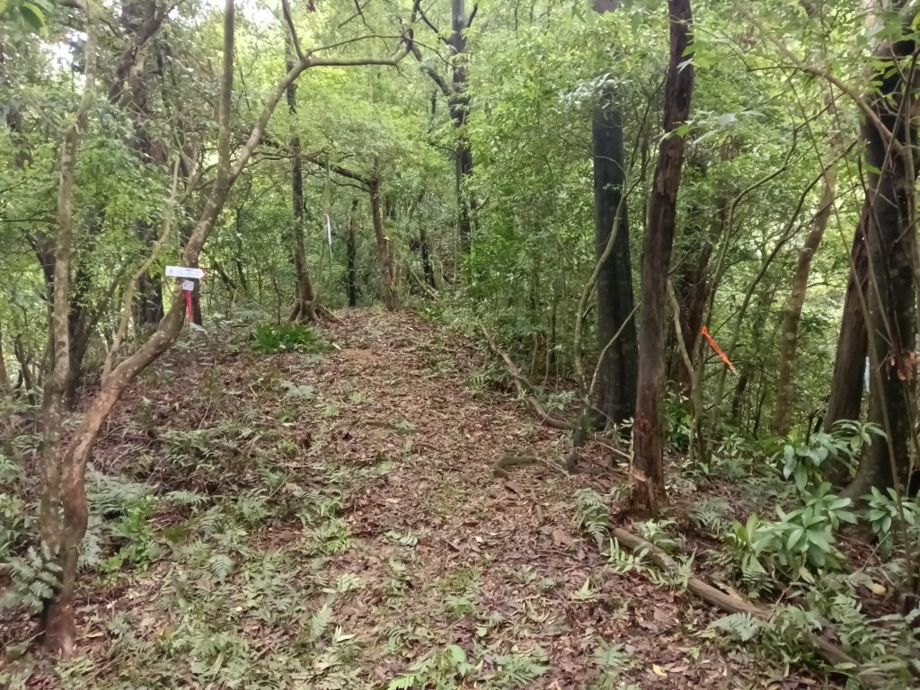 雙溪區平水+外柑腳山去回_2784087