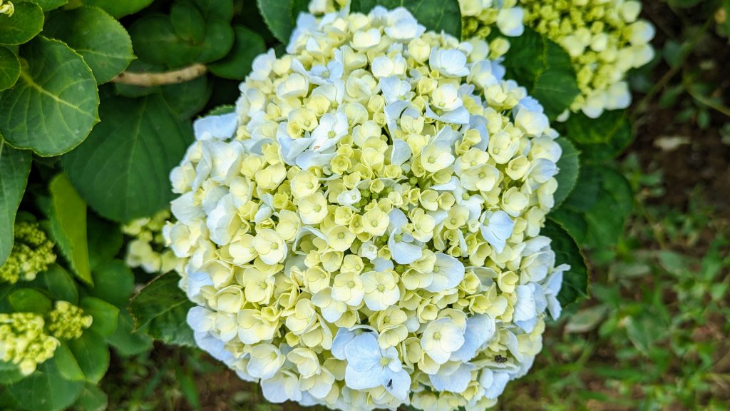 萬里高家繡球花園_2497774
