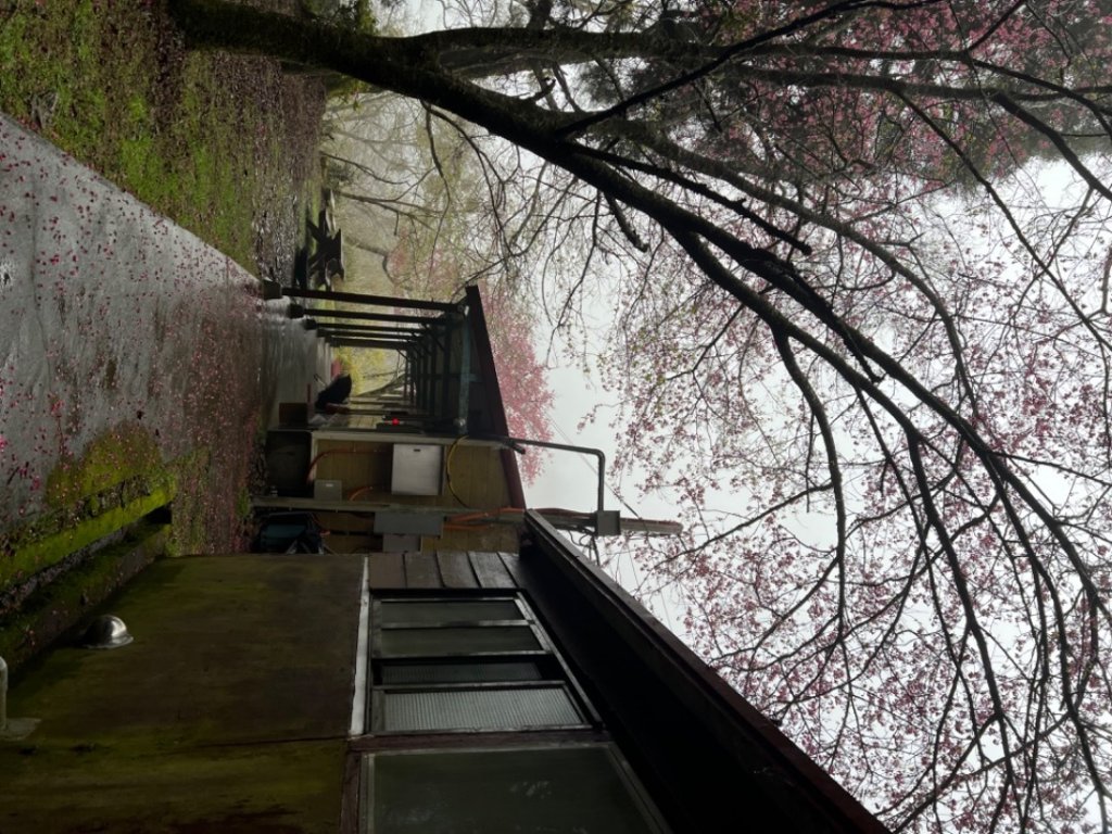 2022/03/07觀霧之美櫻王櫻后櫻妃亮麗登場_1635532