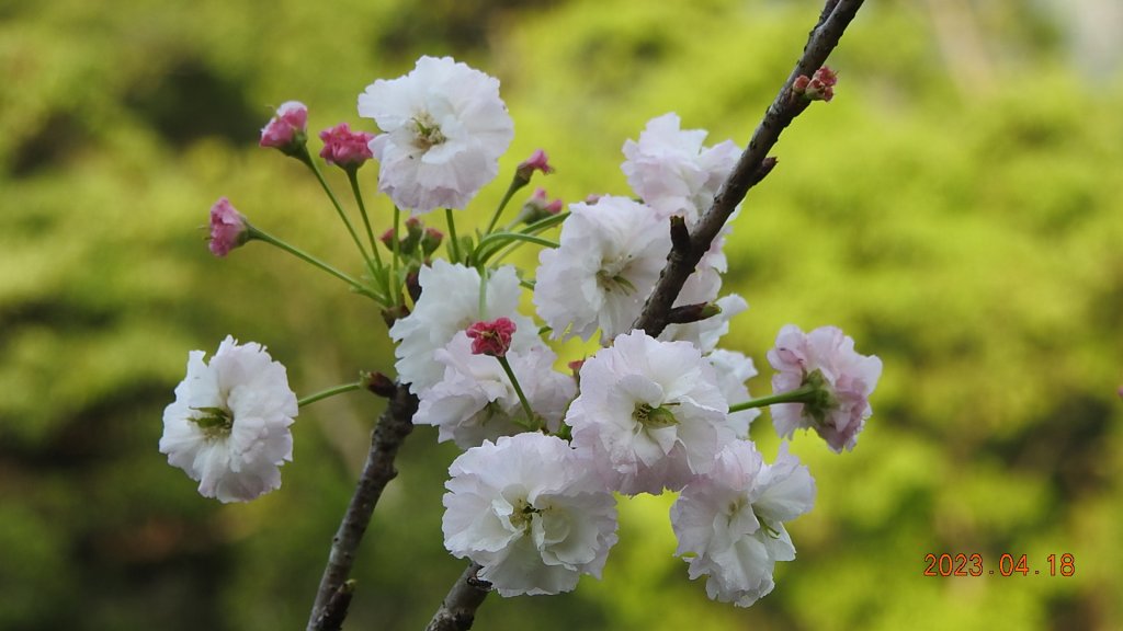 石碇十三股山/小格頭日出雲海+賞 #西施花 #松月櫻 孤挺花&桐花_2119014