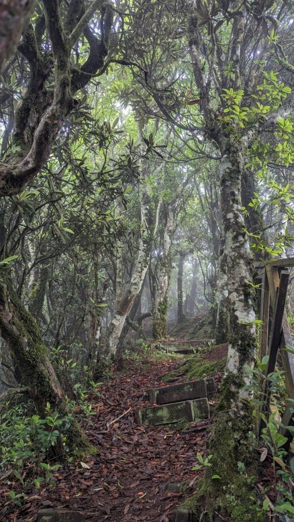 113.06.01魯壁山-東穗山之旅_2529872