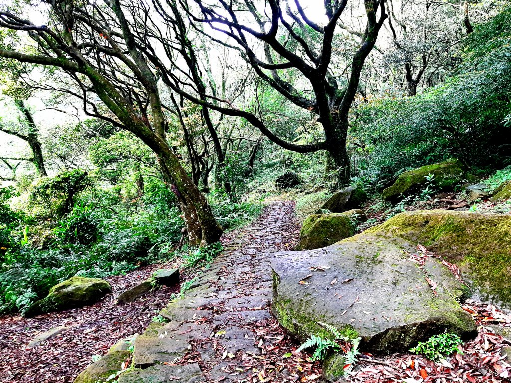 走遍陽明山：大屯山系｜面天山、向天山_2090318