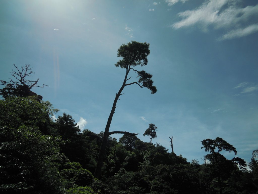 奇萊南峰&南華山20130705_1958205