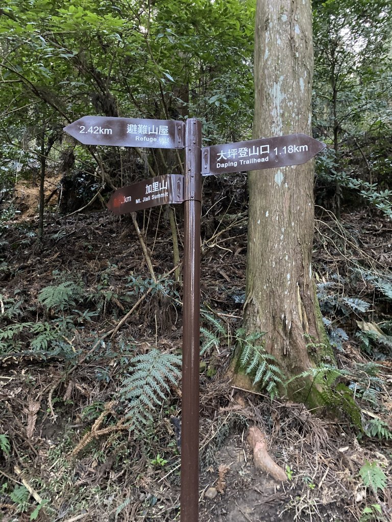 苗栗-加里山 杜鵑嶺_869183