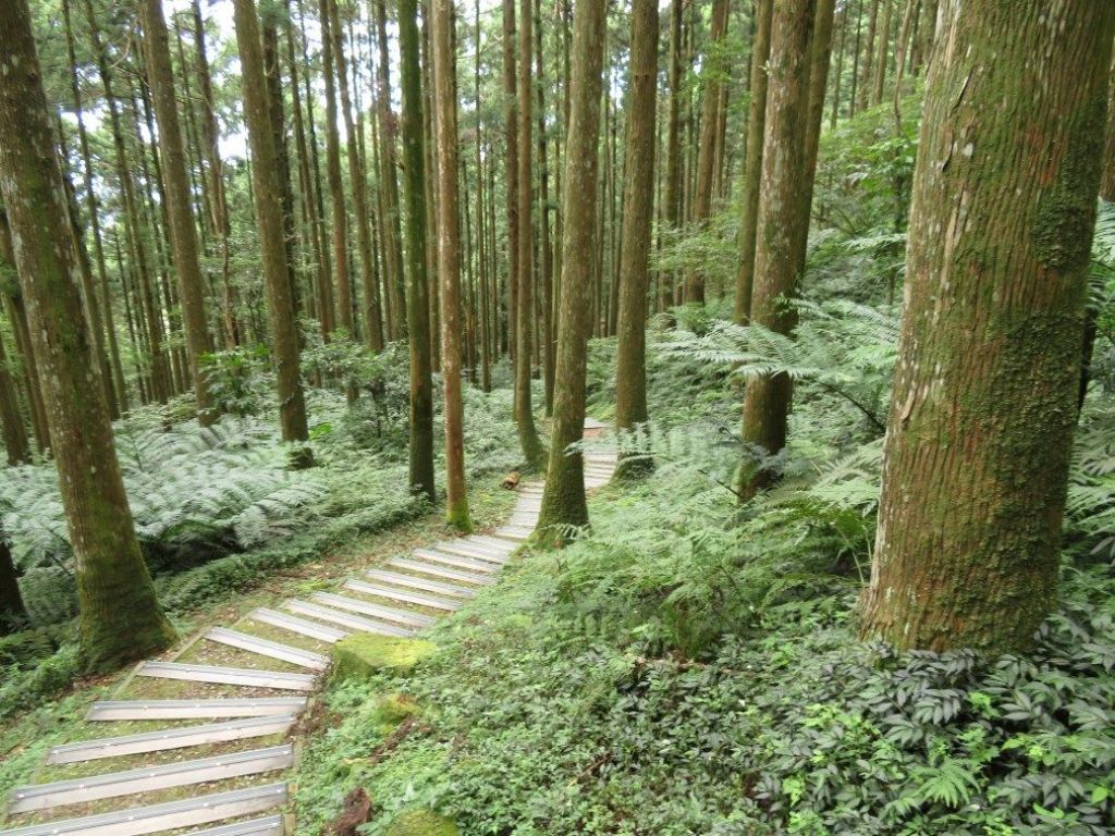 東眼山森林浴_148577