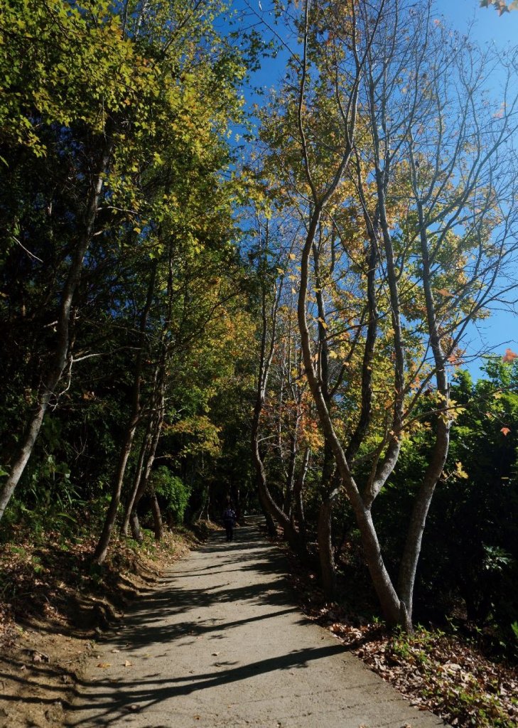 咬人狗坑+老鼠崎登山步道(三汀山)_1310939