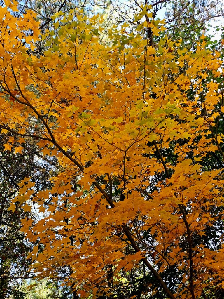 大雪山神木步道_2962643