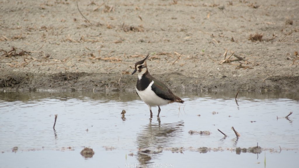 《彰化》海空夕照｜王功燈塔及芳苑海空步道健行賞冬候鳥20260110_2980312