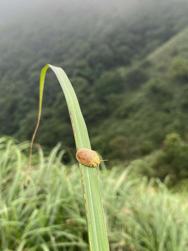 小觀音山大Ｏ_1002726