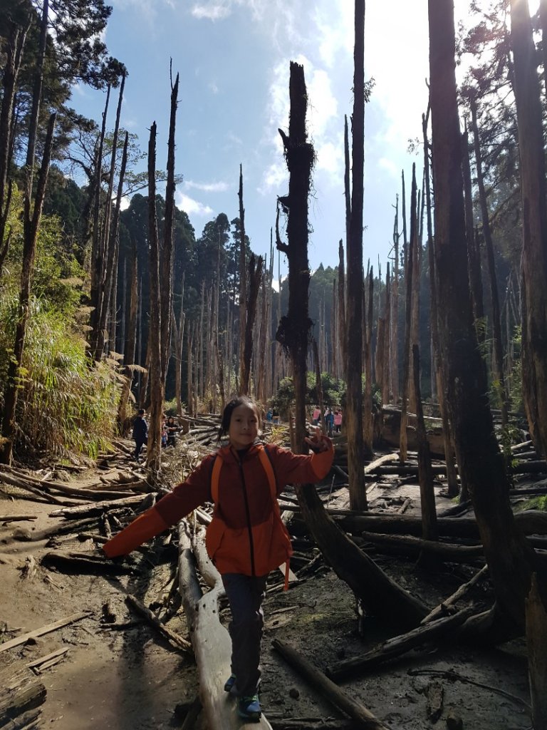 嶺頭山+金柑樹山+忘憂森林封面圖