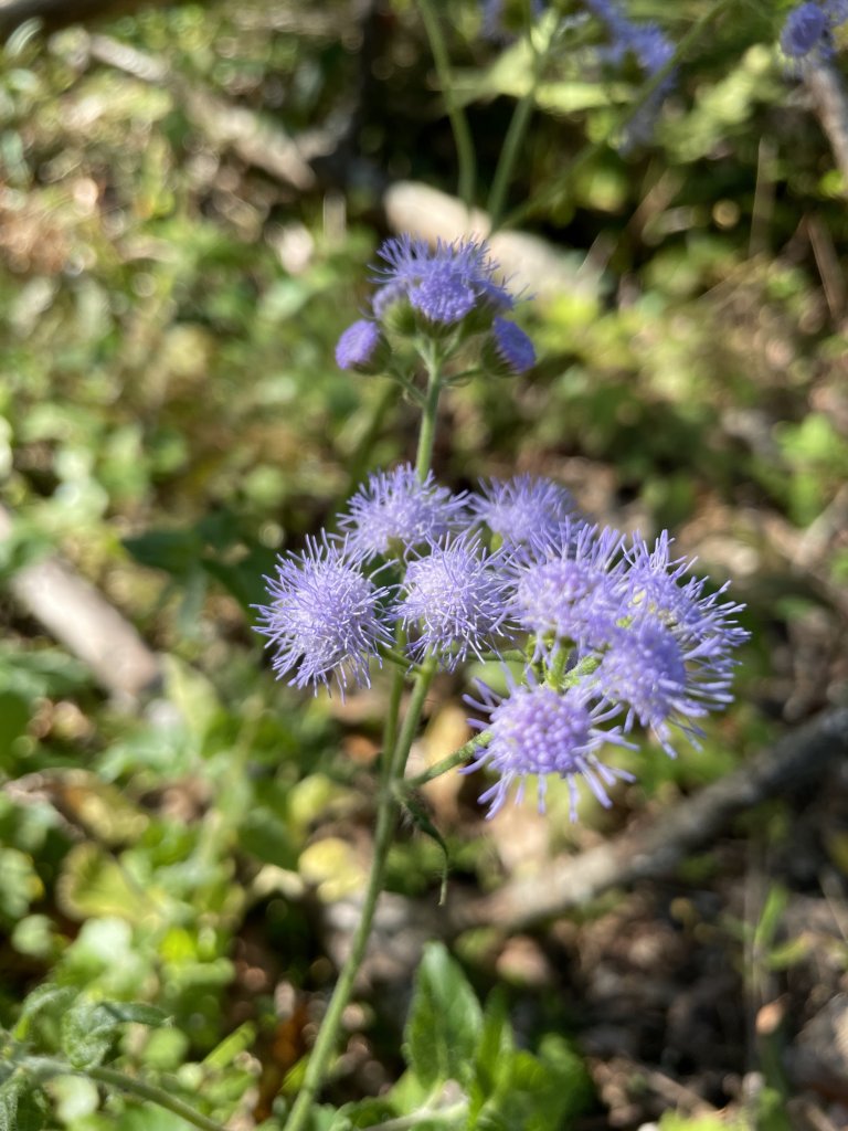 2020/03/12 那結山＆貴妃山 O形縱走_1650297